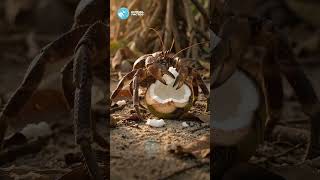 O caranguejo terrestre gigante que morre afogado no próprio mar 🌊