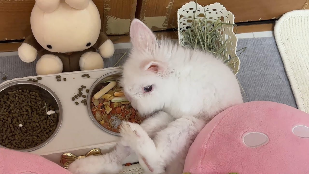 高齢うさぎ】直ぐに転び立ち上がれなくなりましたが時々フラフラ歩く