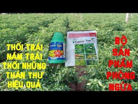 Video BỘ SẢN PHẨM PHÒNG NGỪA THỐI TRÁI NÁM TRÁI TRÊN ỚT HIỆU... - youtube