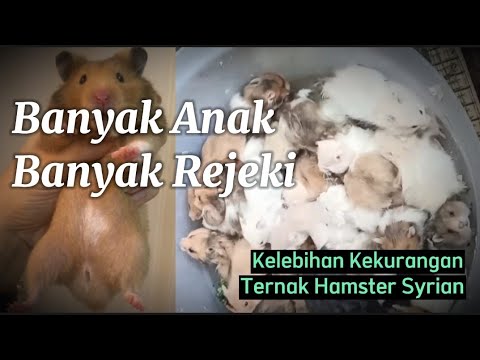 Banyak Anak Banyak Rezeki l Kelebihan dan Kekurangan Ternak Hamster