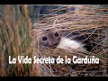 La vida secreta de la garduña