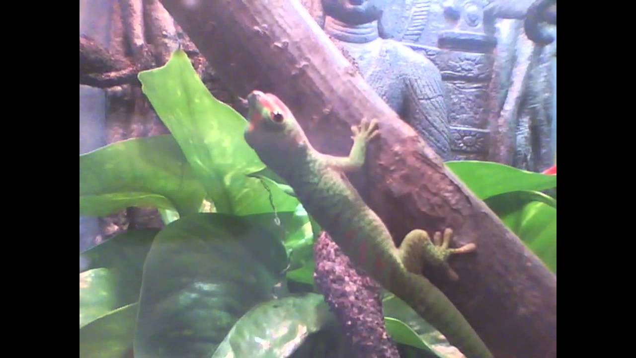 grandista 新作 Baby Geckos vs. Crickets