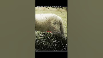 How to Use Inpainting Brush Tool - Effortlessly Remove Objects | Affinity Photo Tutoriaö