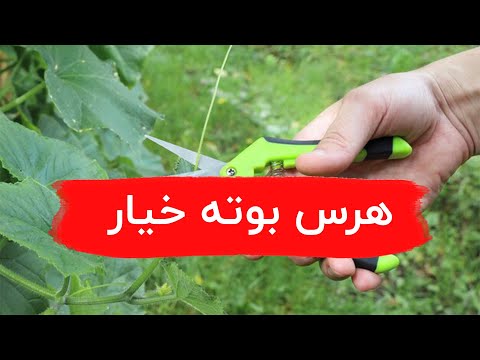 تصویری: چه زمانی و چگونه یک بوته یاس بنفش را هرس کنیم