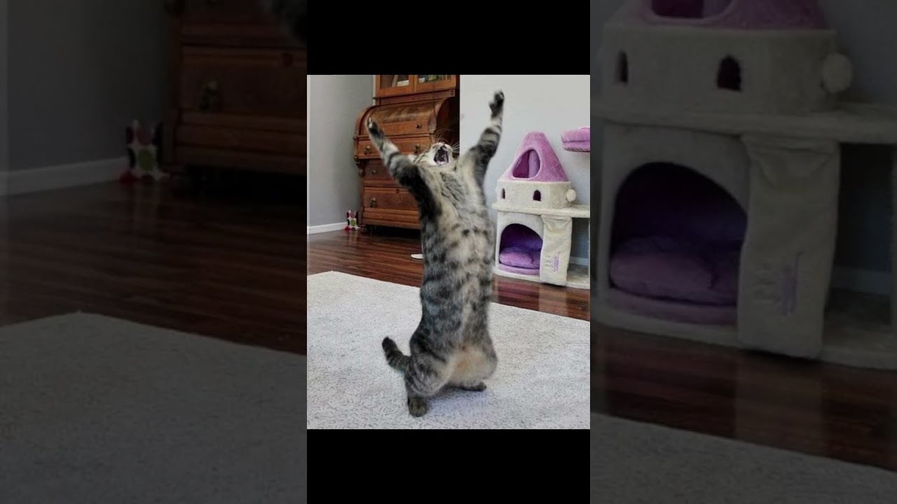 Send It To Them Catmemesdaily