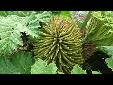 exploring-bavaria---botanischer-garten-nymphenburg-munchen-germany-2018-4k-slideshow