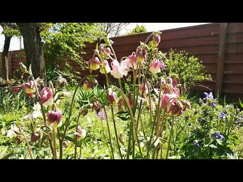 Video: Graciøse Aquilegia Buske. Reproduktion, Pleje