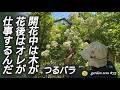 つるバラの花が終わったら【3つのコツで来年もっと美しく】