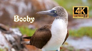 Booby- World of Birds 4K