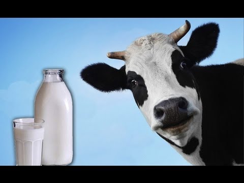 וִידֵאוֹ: אילו פרות נותנות הכי הרבה חלב?