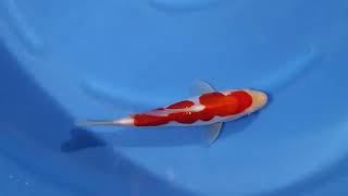 No.408　丸坂養鯉場 ドイツ紅白　22cm