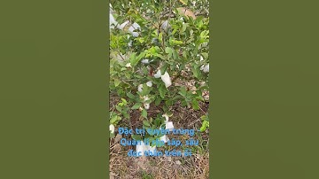 Giải pháp đặc trị tuyến trùng chết cây trên ổi- ngăn ngừa rệp sáp và sâu đục thân