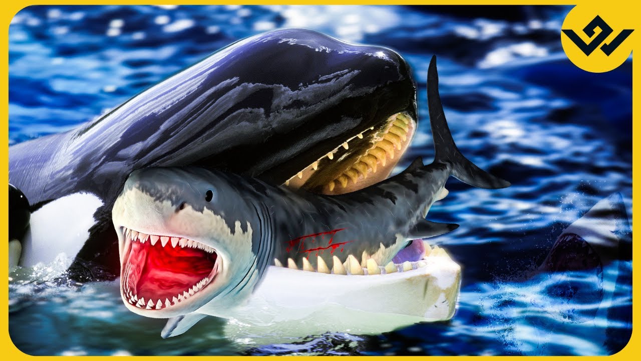 12 Orca Attacks That Prove They Are The Top Predators In the Ocean