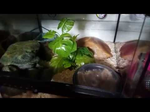 insects picture Update On Raja