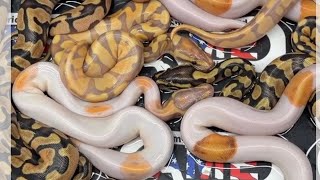 26bpC14 just hatched!