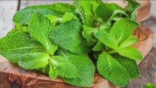 Why mint is a common remedy for nausea