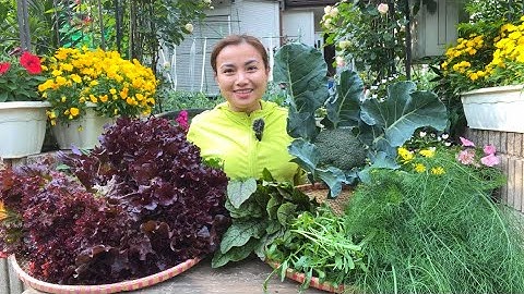 Mạnh tay chi tiền cho mảnh đất bạc tỷ với giá 0đ, thu hoạch bông cải, xà lách hồng, củ thì là #1414