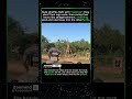 Giraffe gets dropped! #memes #funny