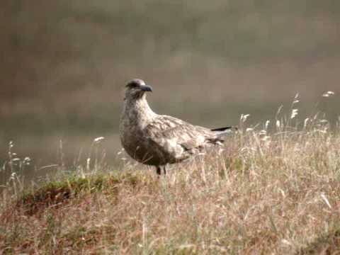 Bonxie (Great Skua) Foula Oct 2008
