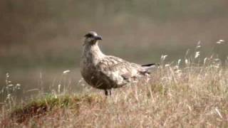 Bonxie (Great Skua) Foula Oct 2008