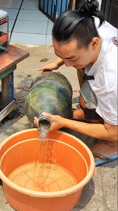 Gallon Vs Aquarium Progress Bunga Channa Maru