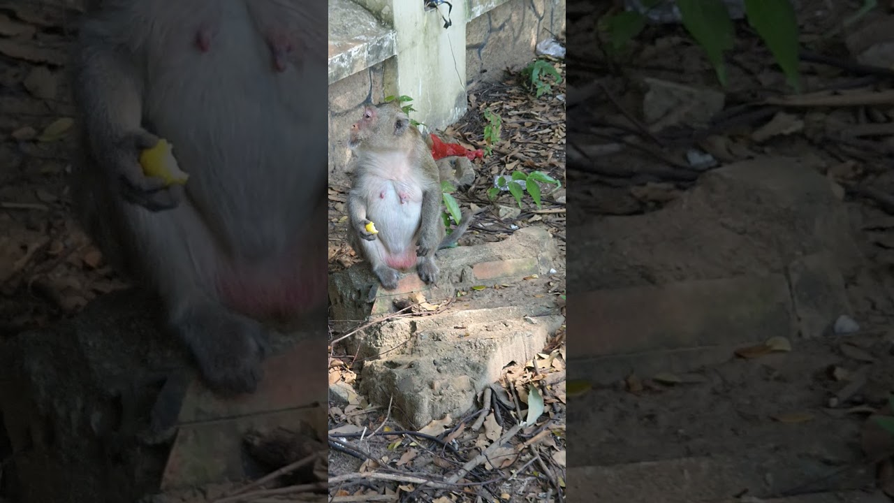 Comedy monkey,funny public monkey , feeeding poor public monkey