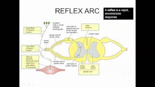 Stimulus, Response, Perception of Stimuli IB Biology
