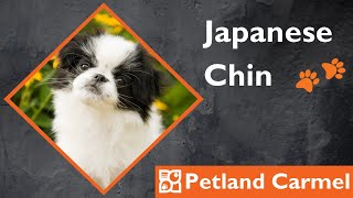 Tail Wagging Wonders: Japanese Chin Breed