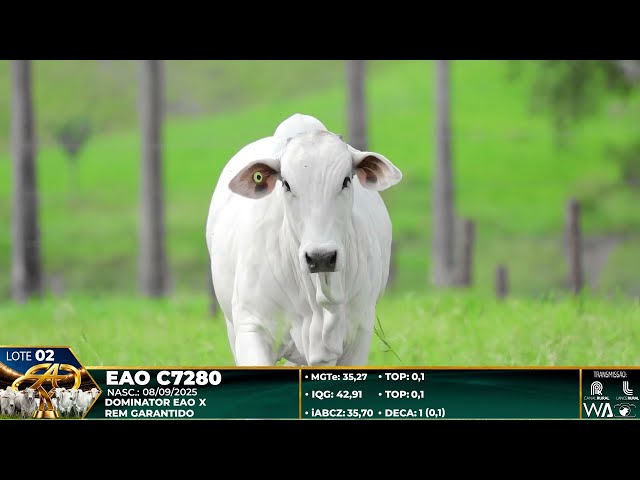 LOTE 02