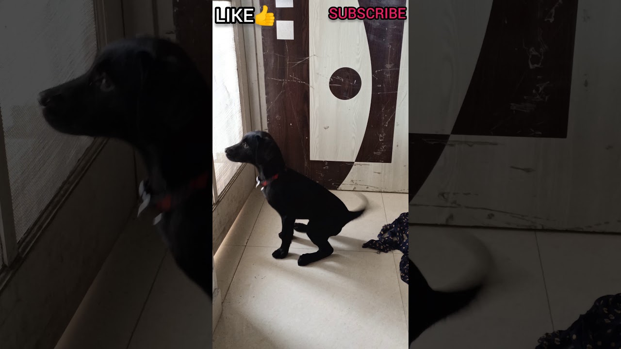 Cute LABRADOR PUPPY barking for the first time❤️||dog videos|| labrador retriever 