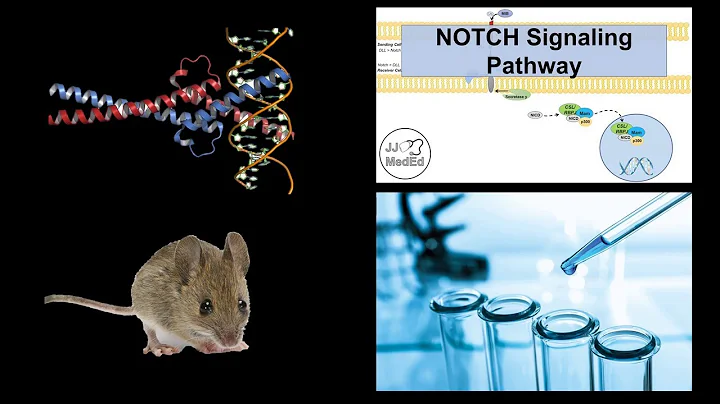 An analysis of Myc in relation to the Notch pathway