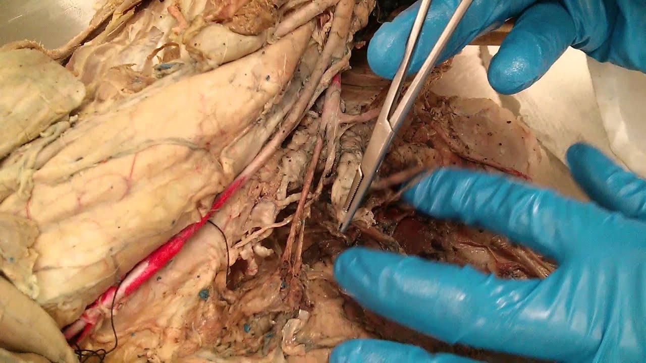 Nerves of the Thoracic Limb - YouTube