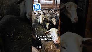 Du lait de qualité pour produire du Roquefort AOP ? #shorts #cheese #lait #fromages