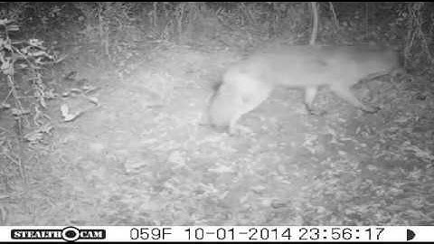 Coyotes working a mock dirt hole set