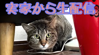 【ランチ生配信8/12】オカンちゃん誕生日🎂に実家から生配信