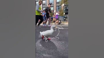 Impossible Pause Game #2 (duck running)