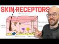 Understanding Skin Sensory Receptors