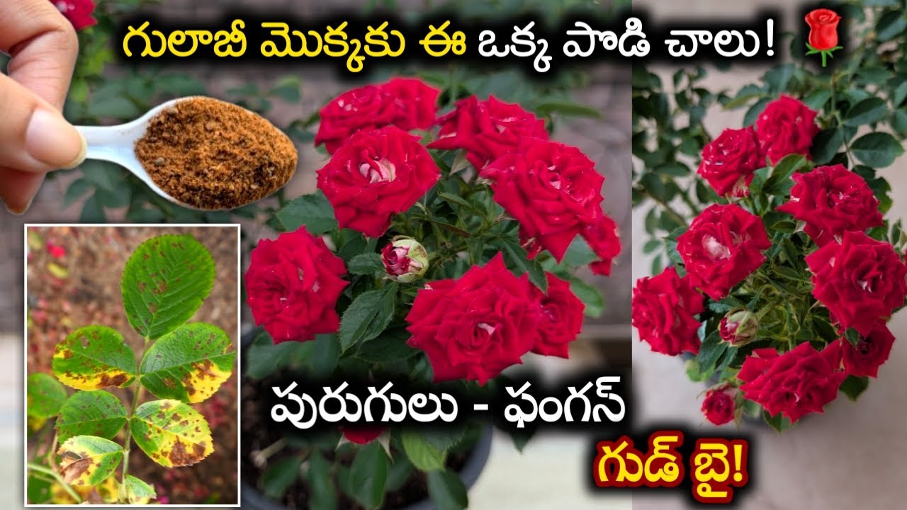 గులాబీ మొక్కలకు వచ్చే తెగుళ్లుపోయి మొక్కలో కొమ్మలు వచ్చి ఎక్కువ మొగ్గలు రావడానికి fertilizer #gulab
