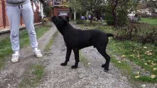 Cane Corso Puppy ( Five Months Old ) Playing