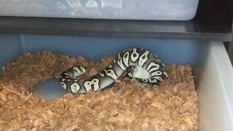 WARNING LIVE FEEDING!!!PYTHON VS SMALL RAT
