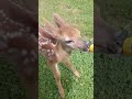Reindeer Calf #shorts #short #shortvideo #cute #baby #reindeer #wildlife #animals