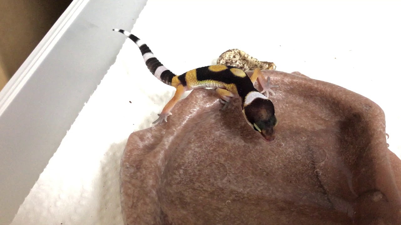 firewater leopard gecko Firewater Blood baby leopard gecko drinking