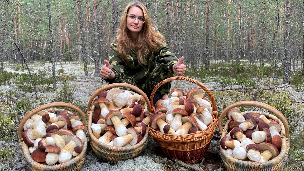 КОСИМ БЕЛЫЕ ГРИБЫ БОРОВИКИ, ДАЮ ТОЧНЫЕ КООРДИНАТЫ МЕСТА СБОРА БОРОВИКОВ