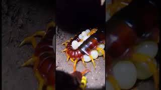 Kankhajura Ke Upar Lagaya Camera 😱🪲 | Creepy Camera Experiment #shorts