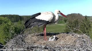 Horst putzt die kleinen 01.05.2026 Storchennest Altlandsberg (Storchenkamera)