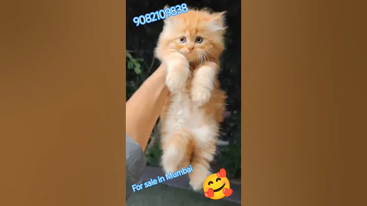 Watch the video about Golden | 💥💥top#quality#kitten 9082109838# shorts#viral #trending#cat #cute #catlover#funnycat