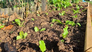 Khmer Garden Growing Mustard Greens Fall Garden Vlog My Backyard Vegetable Gardening