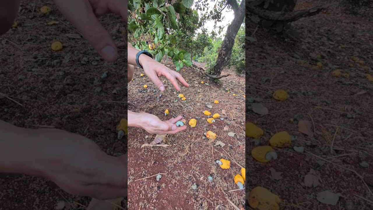 Quá trình hình thành hạt điều từ hoa, quả... 