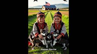 Alaskan Klee Kai