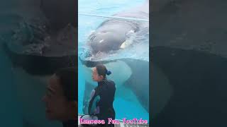 ラビーの激カワ♥ファンサパフォーマス!! #Shorts #鴨川シーワールド #シャチ #kamogawaseaworld #orca #killerwhale